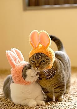 Amazon.com : Kitan Club Cat Cap - Pet Hat Blind Box Includes